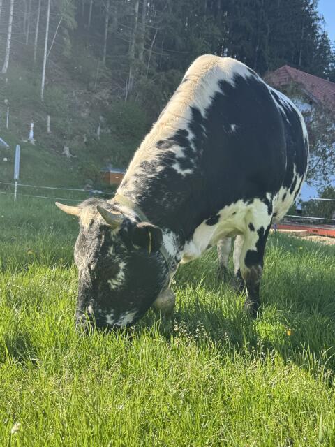 Pustertaler Sprinzen Kuh „Leana PSS“