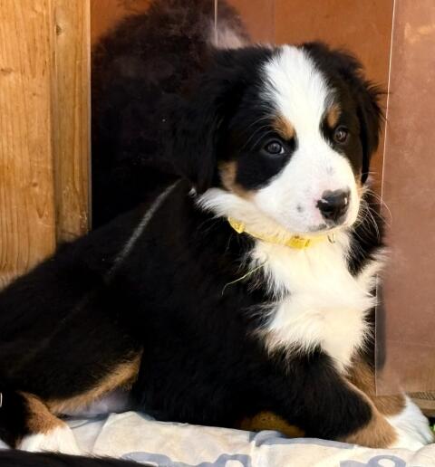 Berner Sennenhund