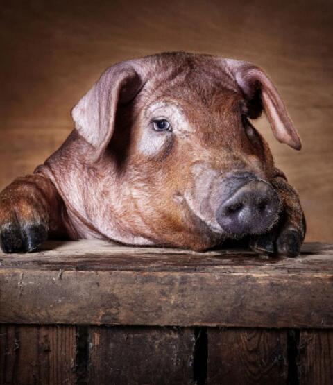 Duroc Schweine