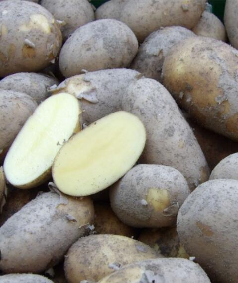 Pflanzkartoffel Avanti