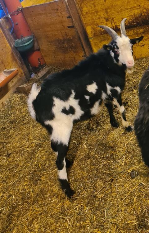 Tauernscheckenbock