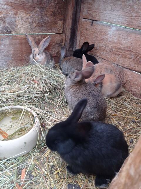 Hasen