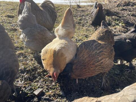 Zwergseidenhühner Hühner Zwerghühner Paduaner cochin