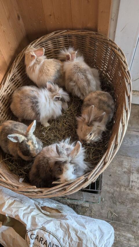 Löwenkopf Zwergkaninchen in allen Farben (laufend)