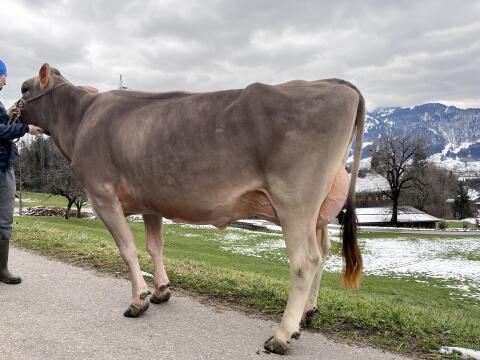 Brown Swiss Tiere