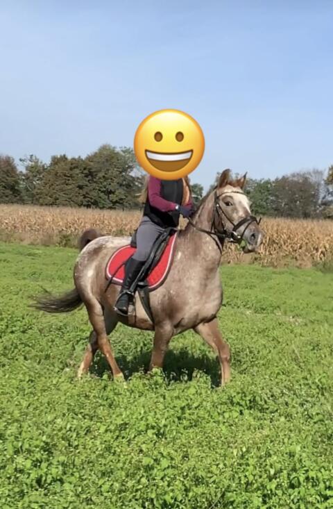 Reitpony