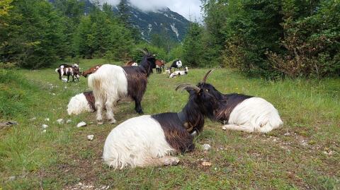 walliser schwarzhalsziegen