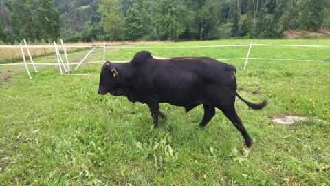 Zwergzebu-Stier