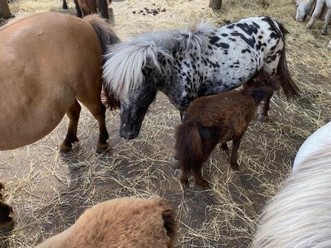 Tigerstute abzugeben