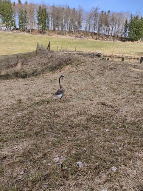 Gans