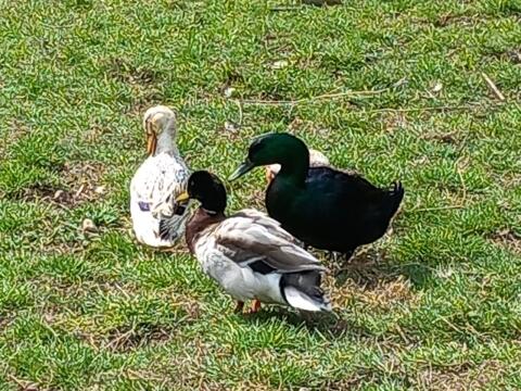 Enten-Bruteier zu verkaufen