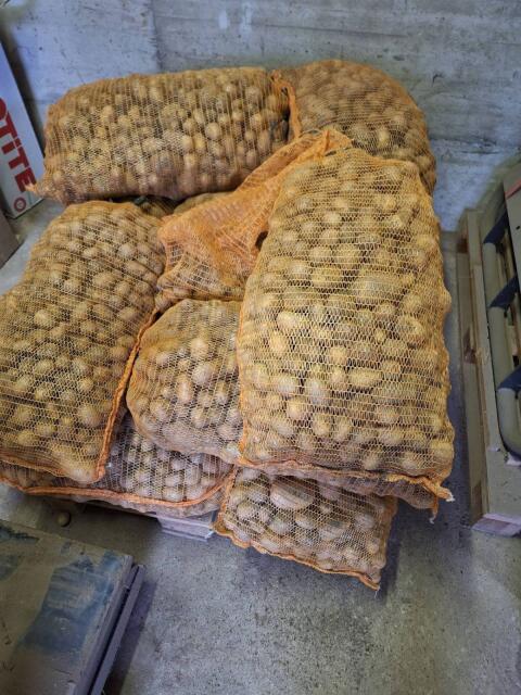 Futterkartoffel 25 kg abgesackt