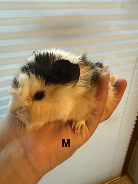 Meerschweinchen zu vergeben ab Anfang, Mitte April