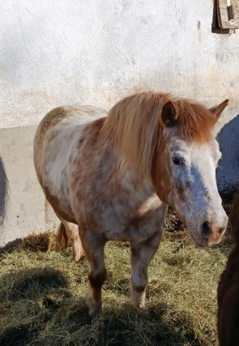 Pony Stute