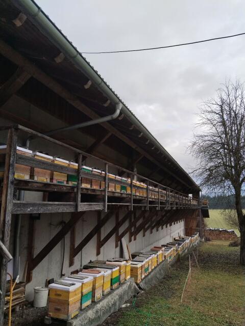 Jungvölker und Honig