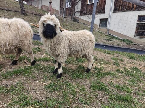 Walliser Schwarznasen Schwarznasenschafe Widder