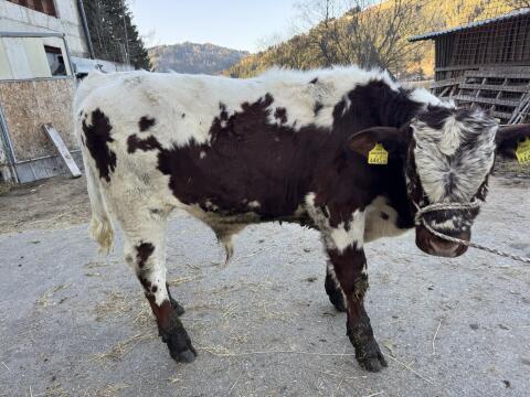 Pustertaler Sprinzen Stierkalb Ohrid PSR