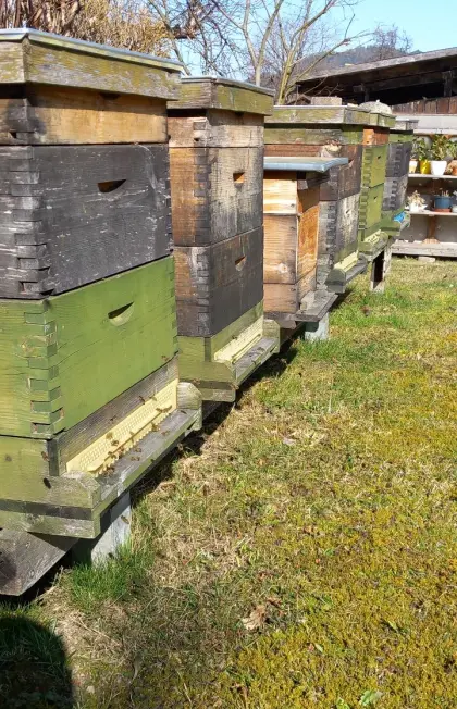 Bienen, Wirtschaftsvölker