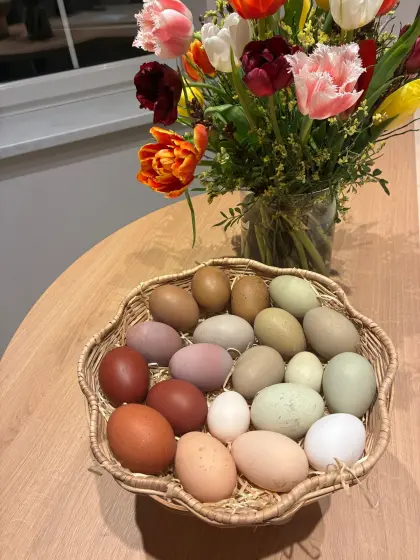 Buntleger Bruteier BIO zertifiziert