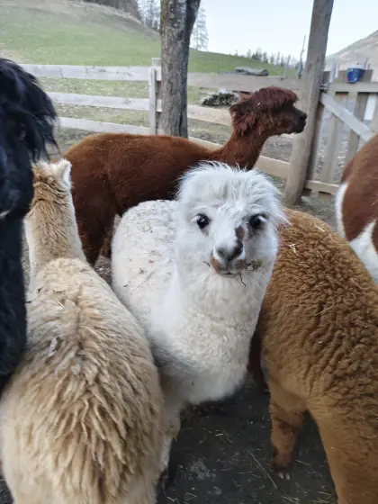 Alpaka Hengst, Junghengst