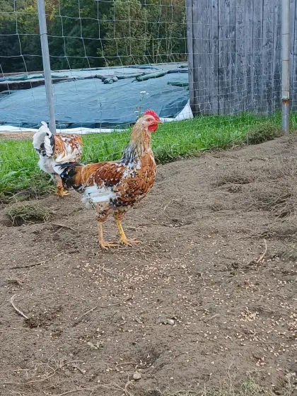 Junghähne Schwedisches Blumenhuhn