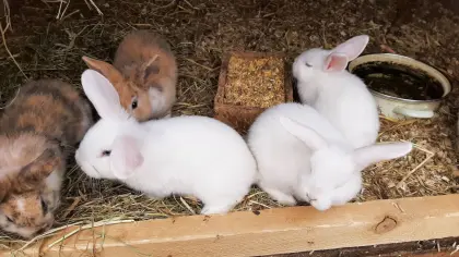 Zwerge suchen Zuhause