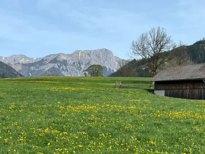 Brennholz