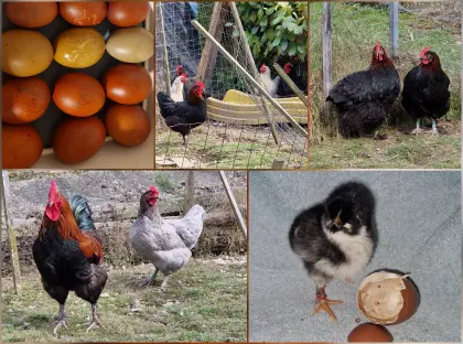 Steinpiperl . silverudds blä, ostfriesche Möwen, Marans, Oli