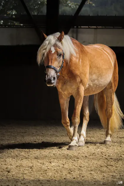 Reitbeteiligung gesucht