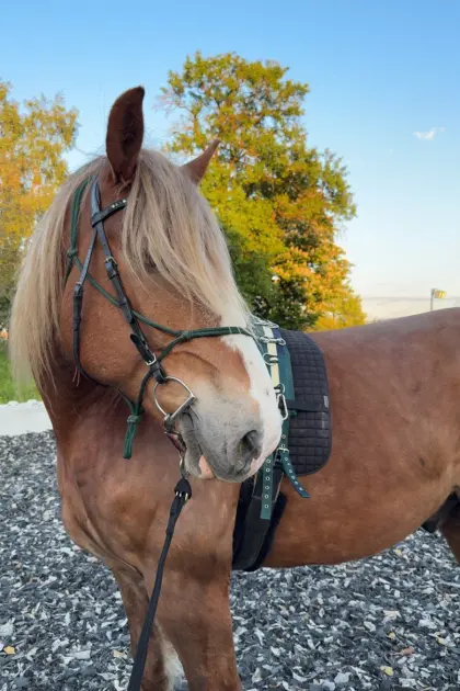 Sportlicher Kaltblutwallach