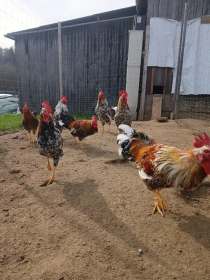 Junghähne Schwedisches Blumenhuhn