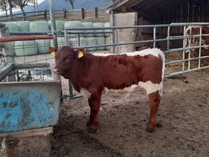 Reinrassiges BIO Pinzgauer Stierkalb