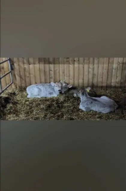 Braunvieh Zuchtkälber