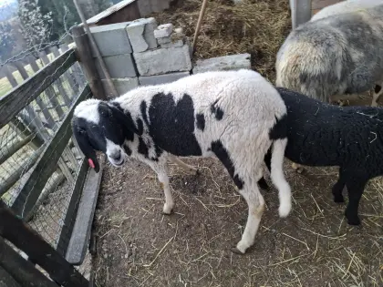 Weibliches Bergschaf