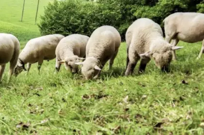 Suche Mastlämmer, Altschafe