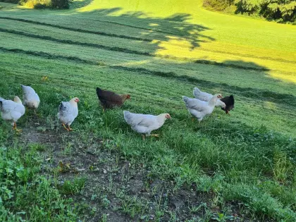 Verkaufe Welsumer Hühner und Bruteier