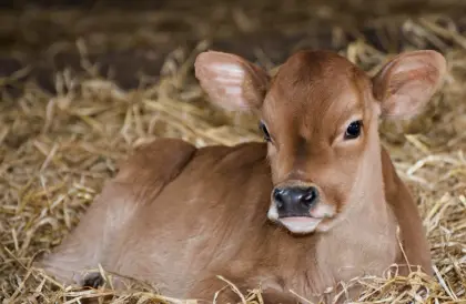 Verkaufe Jersey-Kälber