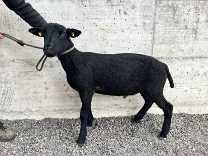 Jura Widder Reinrassig