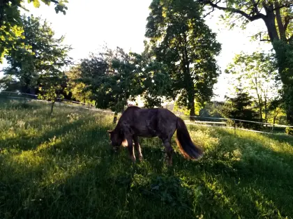 Biete Pensionsplatz für Ponystute