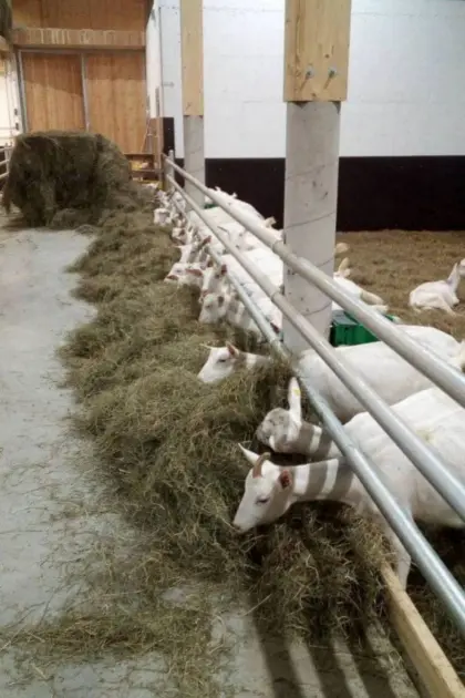 Heu Grummet Rundballen