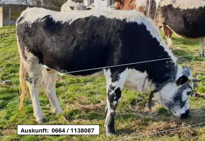 BIO Pustertaler PSS Kalbin trächtig, Livi AT 16 8572 688