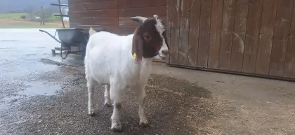 Verkaufe Burenziegenbock