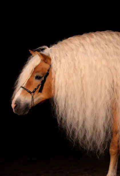 Verkaufe/Tausche Tiroler Prämienhengst geritten/gefahren