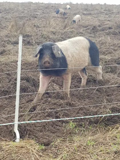 Schwäbisch Hällische Schweine tragend
