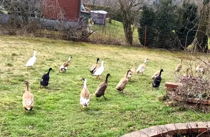 Laufenden Bio Weibchen