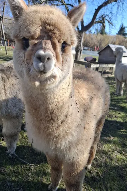 Alpaka Junghengst