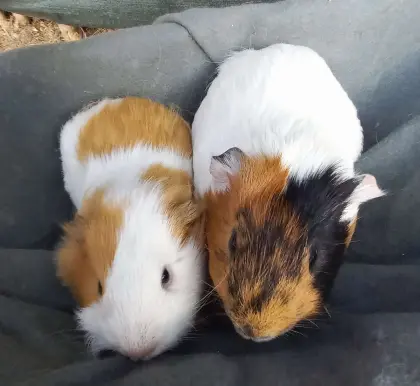 Meerschweinchen Jungs