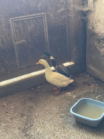 Verschenke 2 Laufenten