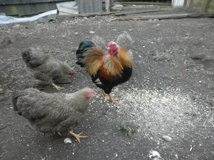 Zwerg-Wyandotten orangefarbig