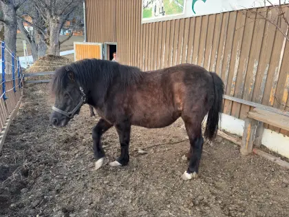 Ponystute mit einjährigem Stutenfohlen zu verkaufen